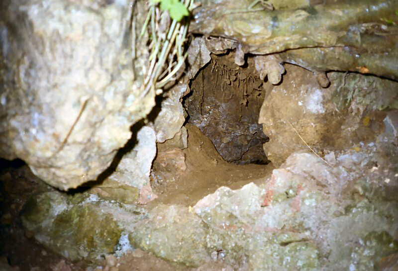 u n d e r n e a t h   a   r a t h e r   l a r g e   t r e e   